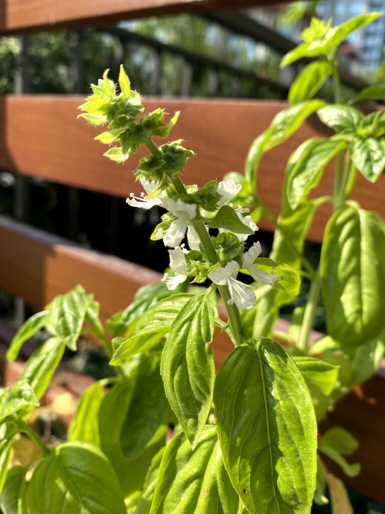 flowering basil plant with white flowers