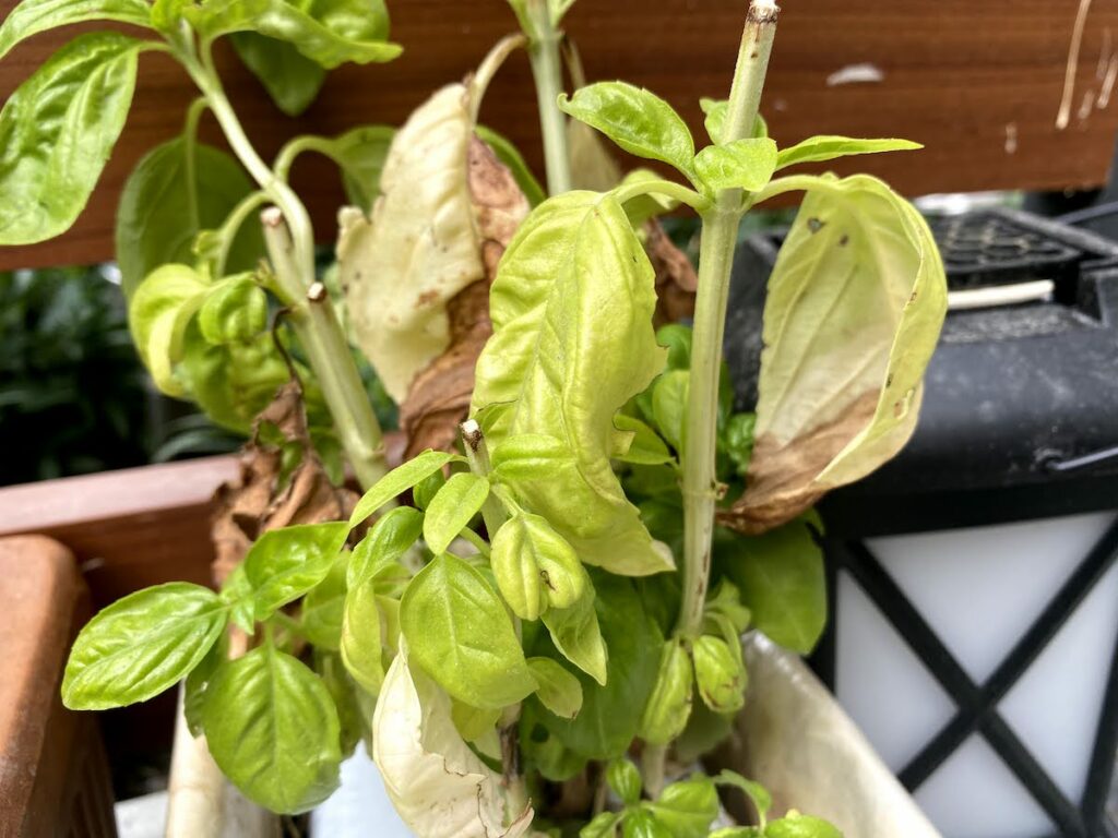 Close up of a basil plant wilting with wilted basil leaves and brown, dry leaves