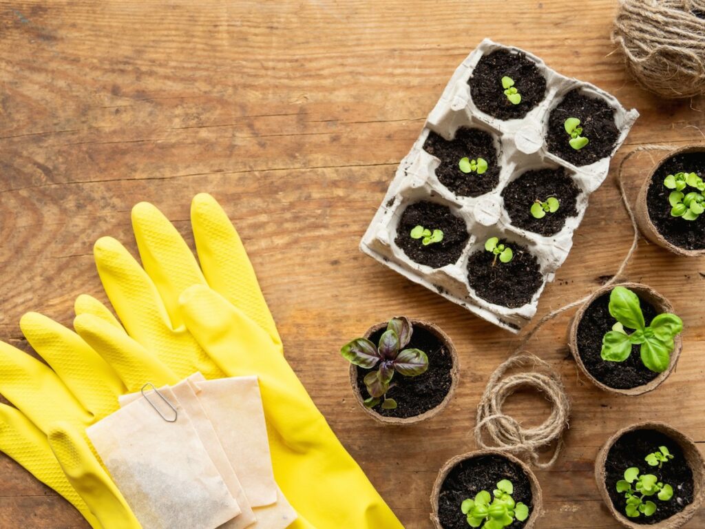 basil seedlings in biodegradable pots with gloves for planting nearby