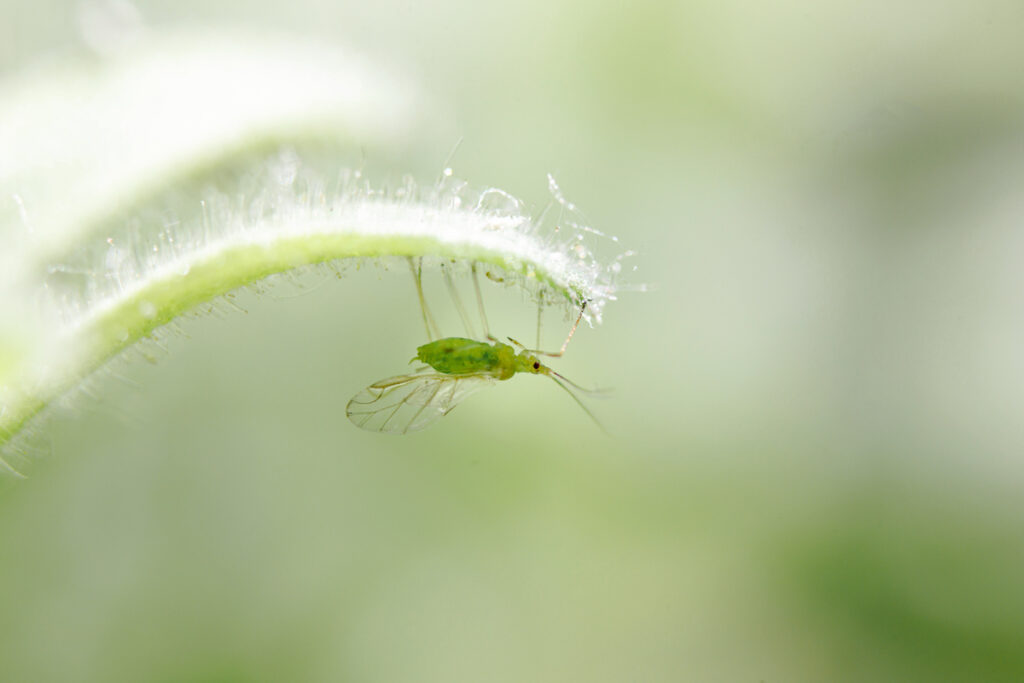 Close up of a green Aphid on the bottom of a leaf