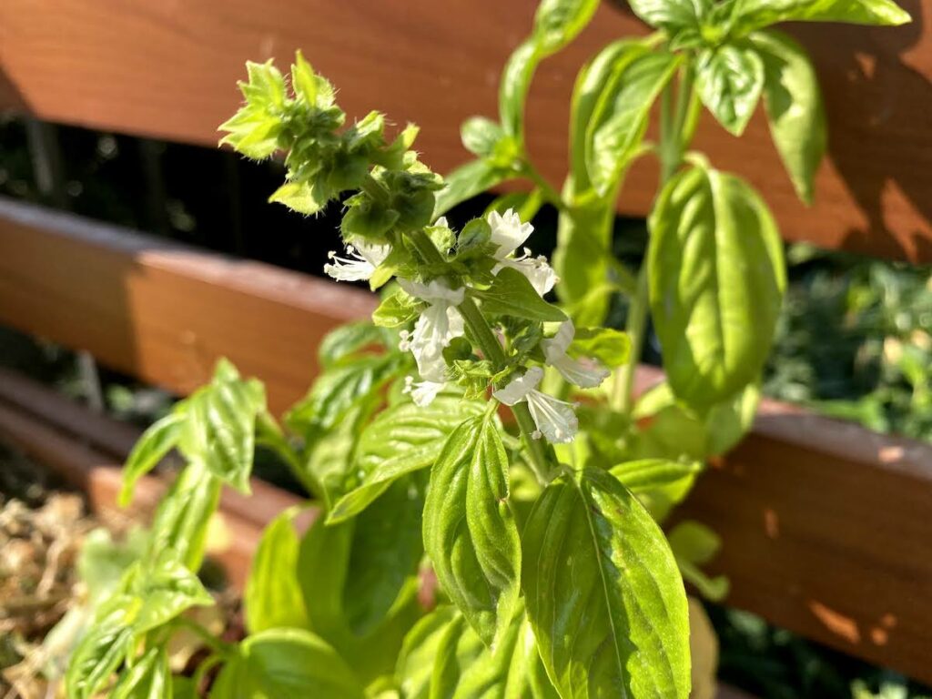 white flowers on a basil plant