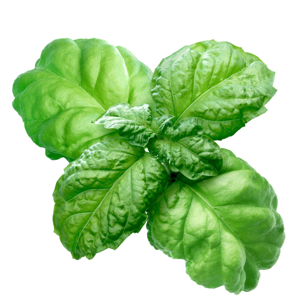 lettuce leaf basil leaves on an isolated white background