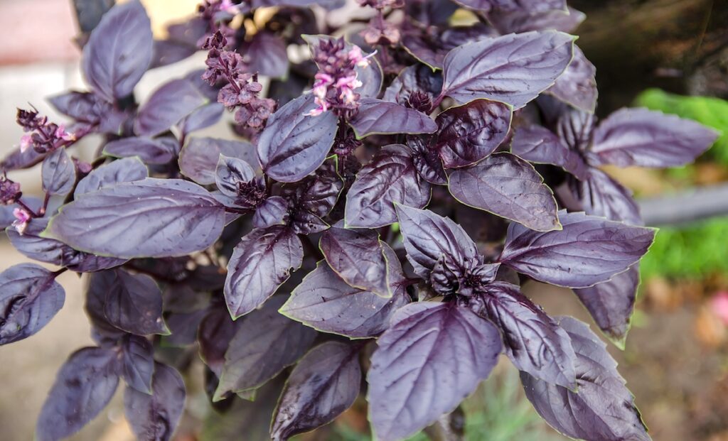 beautiful purple basil bush with flowers. Learning how to harvest basil seed depends on keeping the flowers in tact