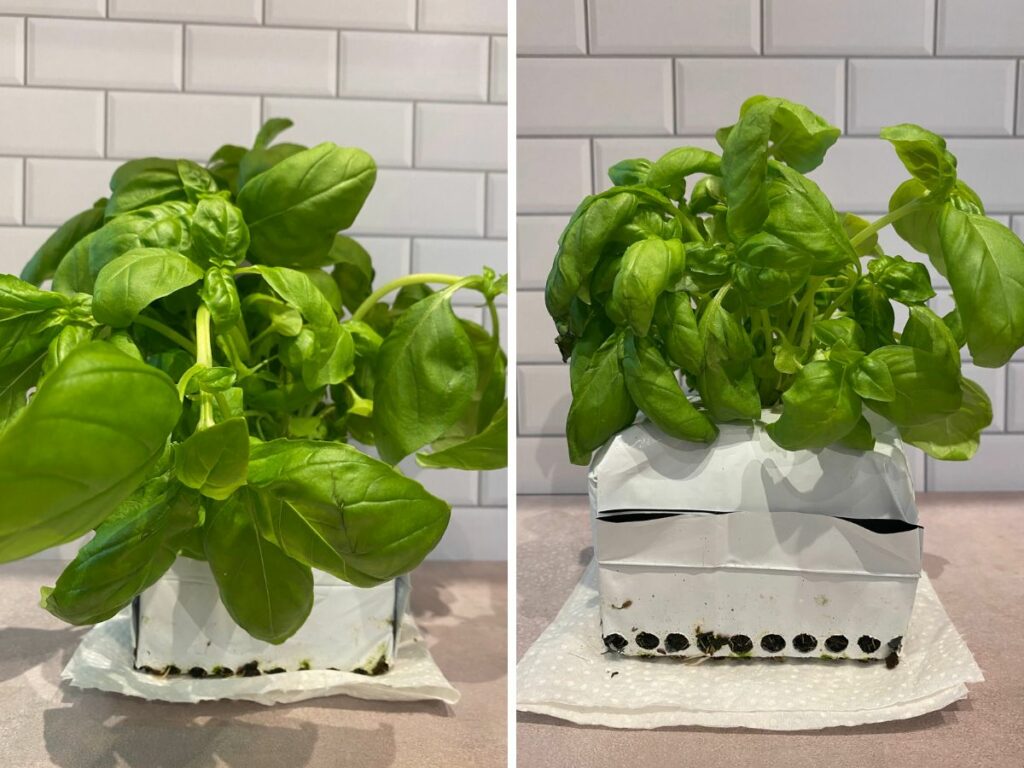 A supermarket basil plant before (left) and after (right) harvesting 1 set of leaves off the tops of all the stems.