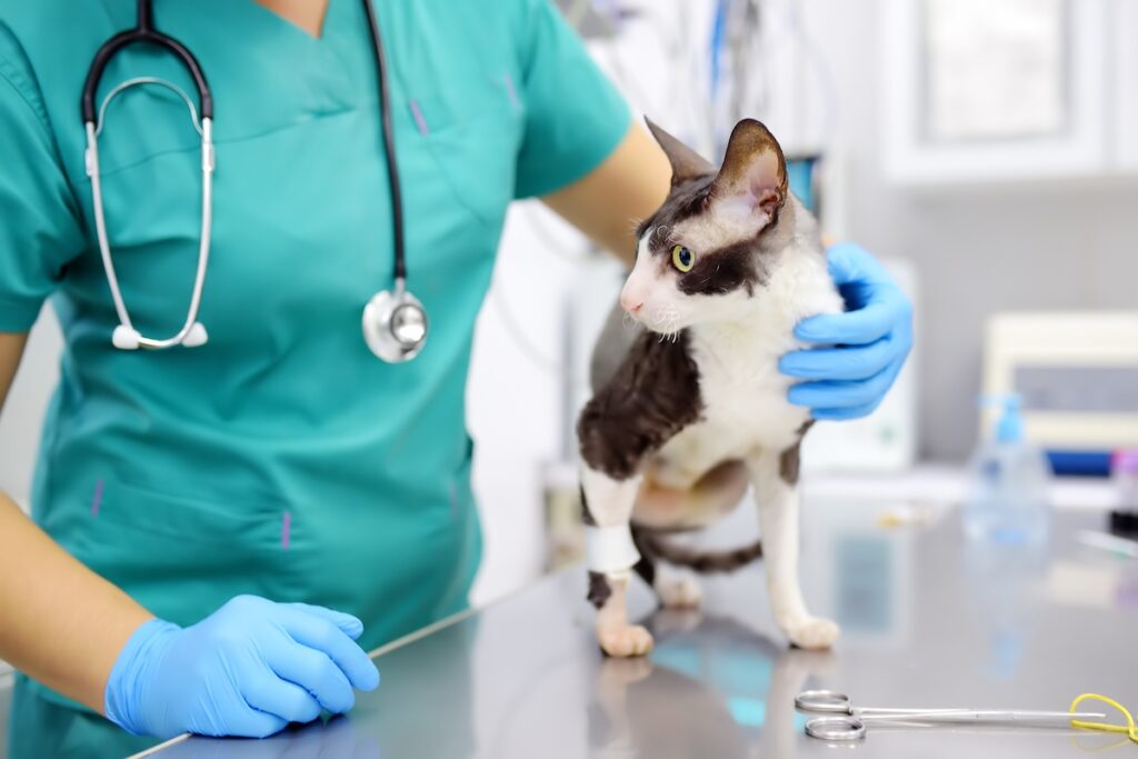 Veterinarian examines cat in a veterinary clinic.
