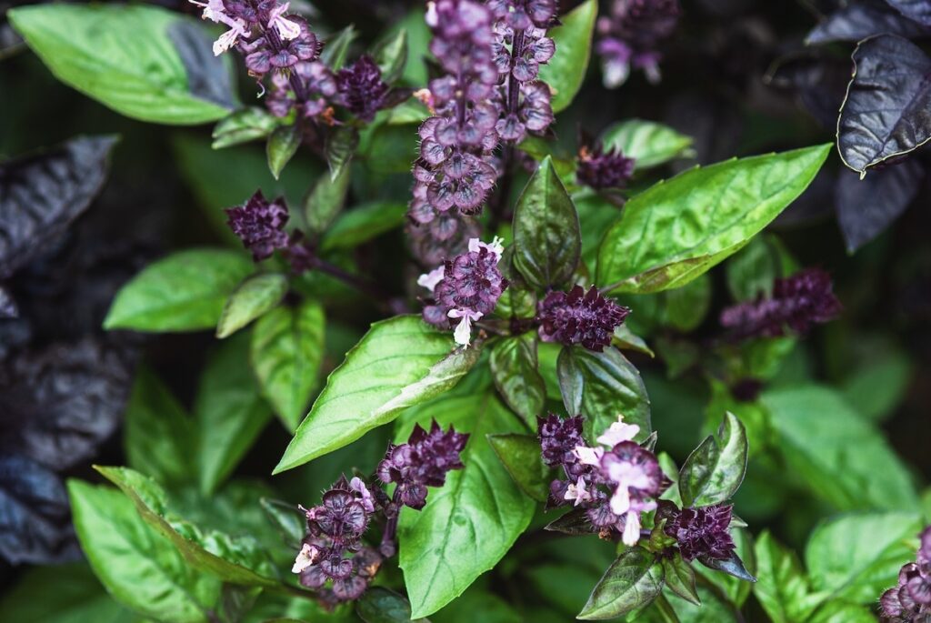 Cinnamon basil plant that has deep purple and white flowers