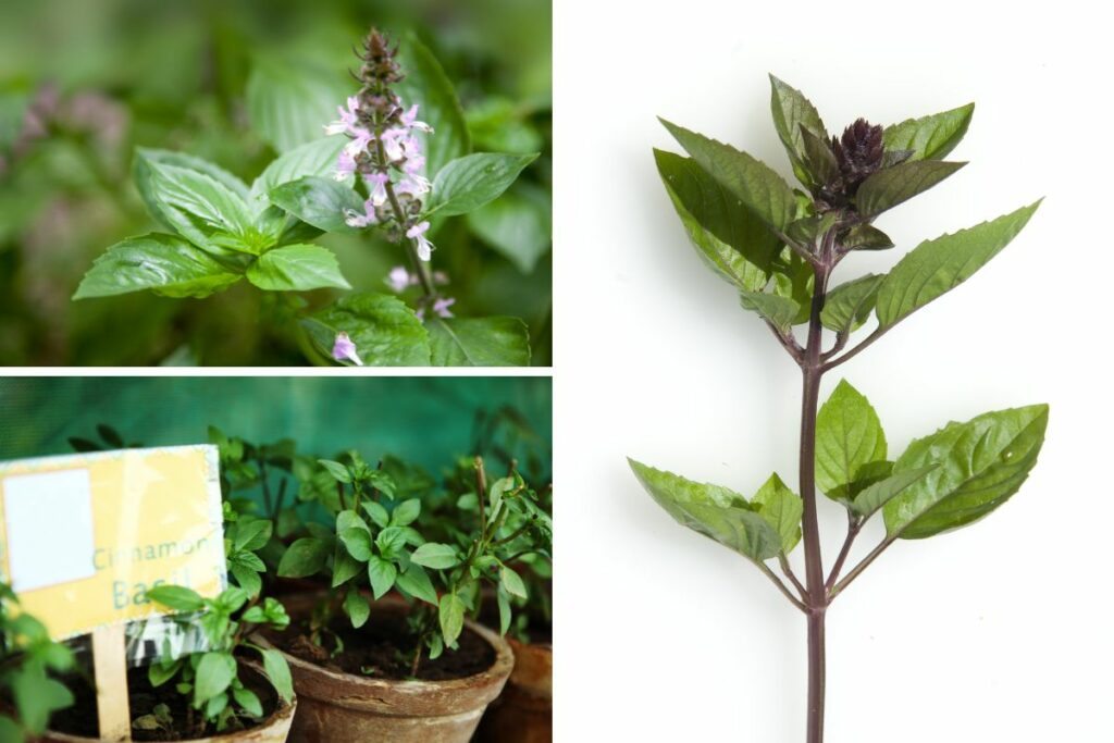 Collage of 3 photos showing pink cinnamon basil flowers, a purple stem and serrated leaves, and potted cinnamon basil growing