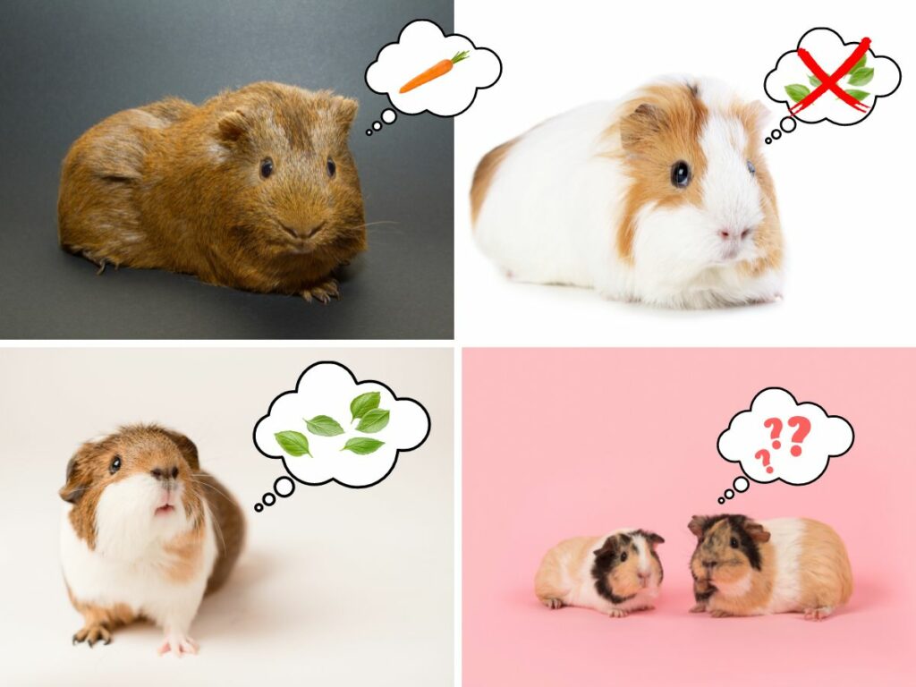 Collage of 4 different guinea pigs with superimposed thought bubbles to show that some guinea pigs like basil while others do not. One has basil leaves, one has basil leaves with an X through them, one has a carrot in it, and one has a question mark. 