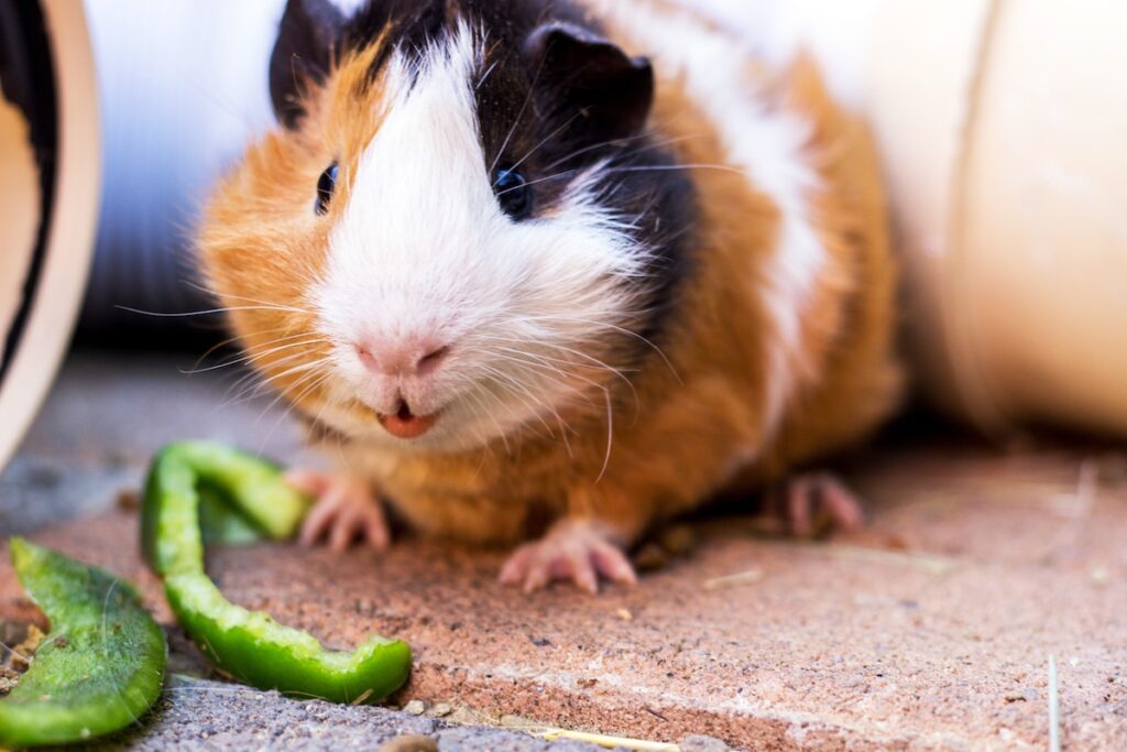 guinea pig eating a green bell pepper. A bell pepper has more vitamin C than basil