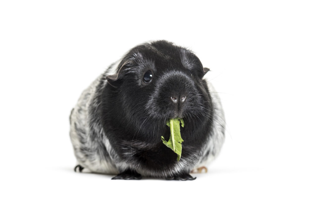 Guinea pig eating leaf against white background
