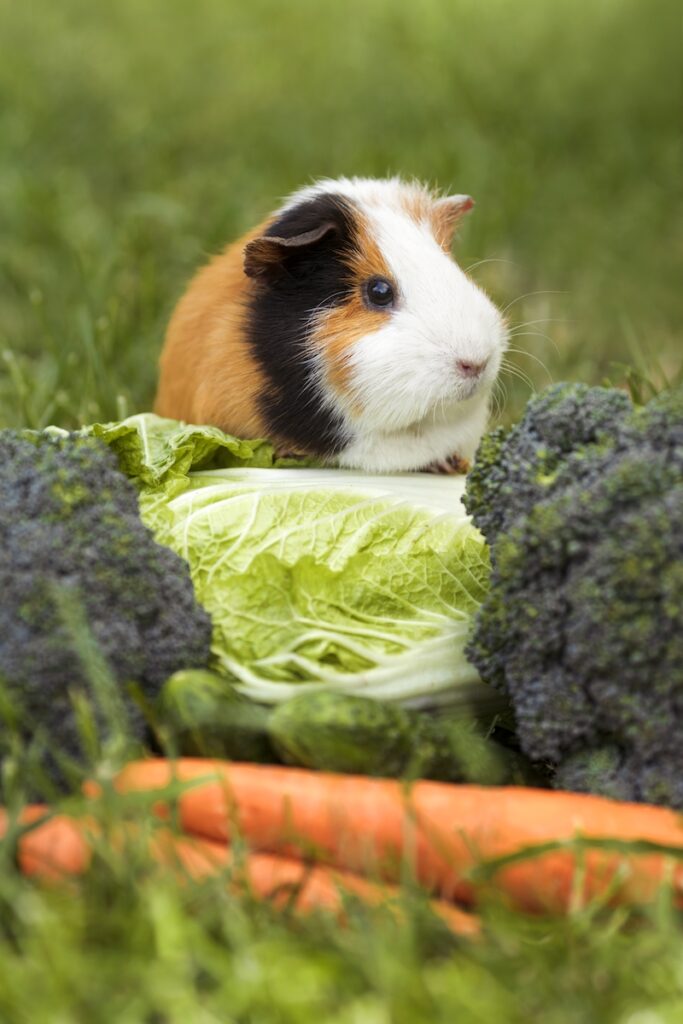 guinea pig outside with fresh vegetables in front of it