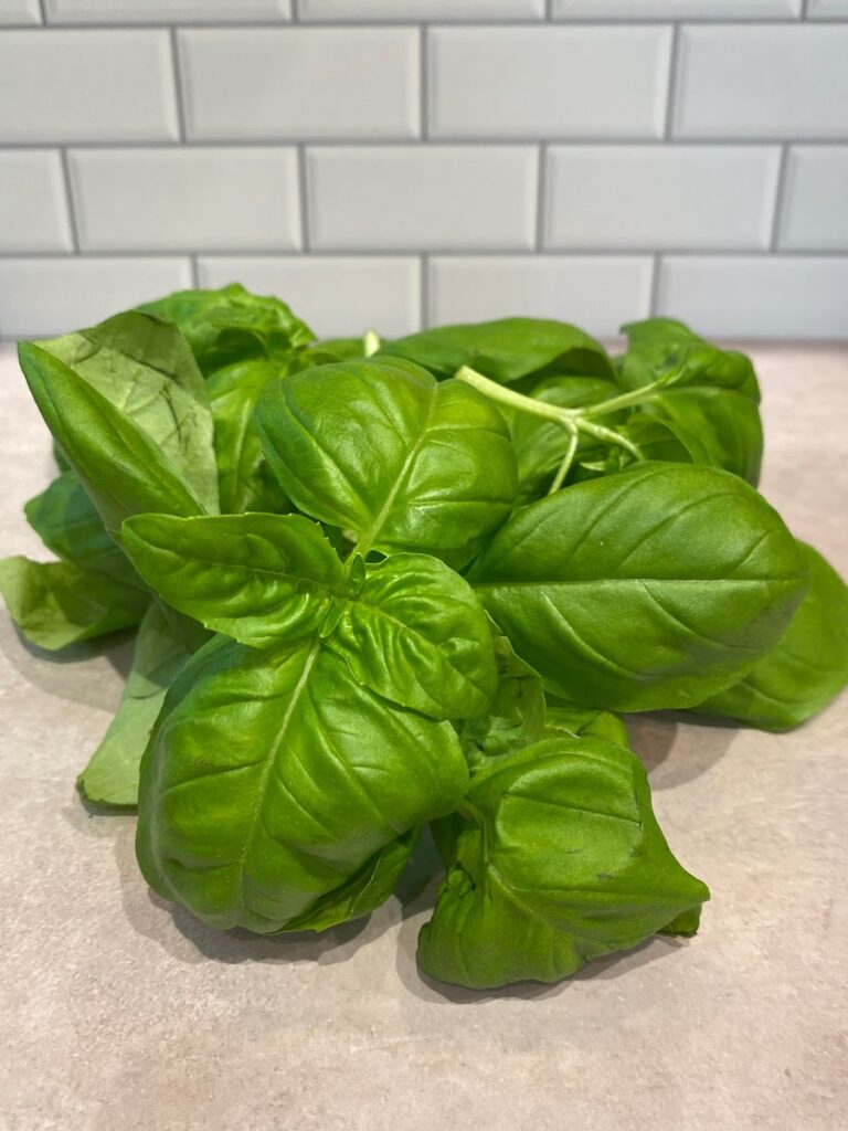 Fresh basil leaves after being harvested from a plant