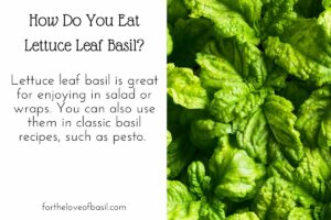 Collage with image of lettuce leaf basil leaf on the right and text on the left. The text says "How Do You Eat Lettuce Leaf Basil? Lettuce leaf basil is great for enjoying in salad or wraps. You can also use them in classic basil recipes, such as pesto.