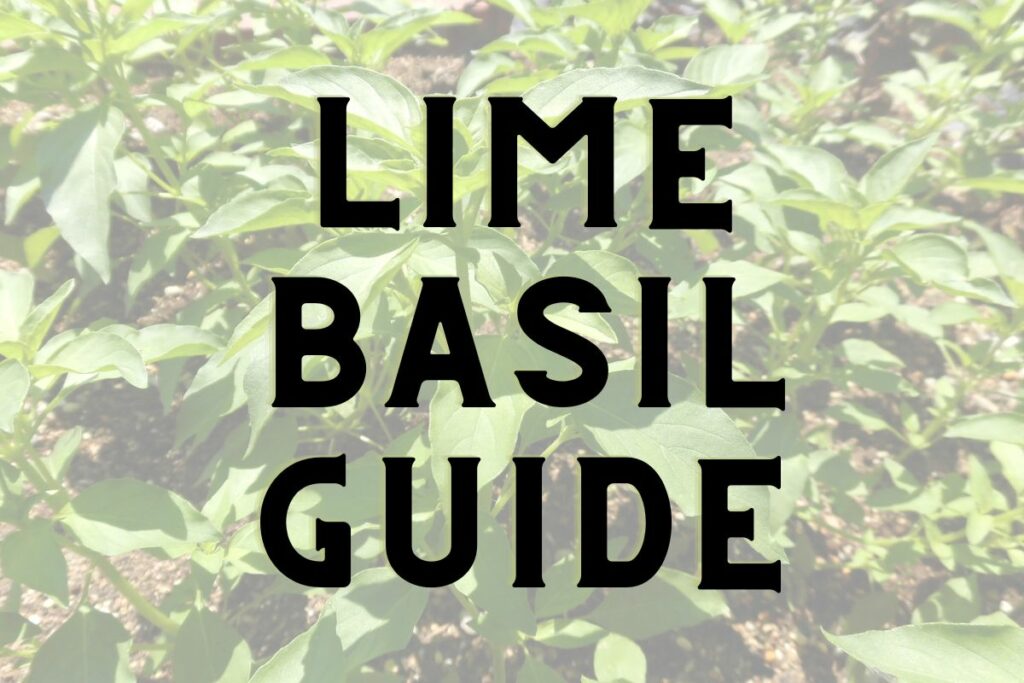 Image of a lime basil plant with the words Lime Basil overlaid on top
