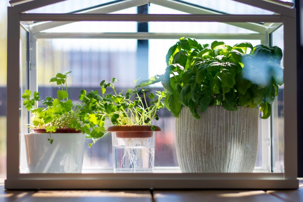 A miniature greenhouse with basil and other herbs growing indoors. Growing basil indoors in winter is a good way to protect the plant