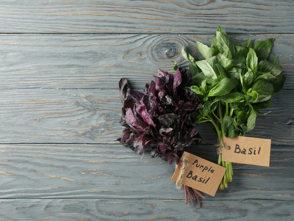 Purple basil vs green basil on a table