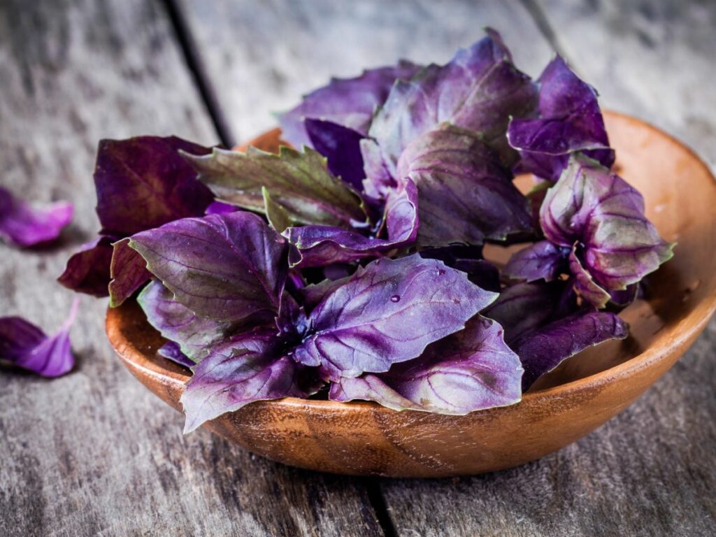 A bowl of freshly harvested purple basil leaves