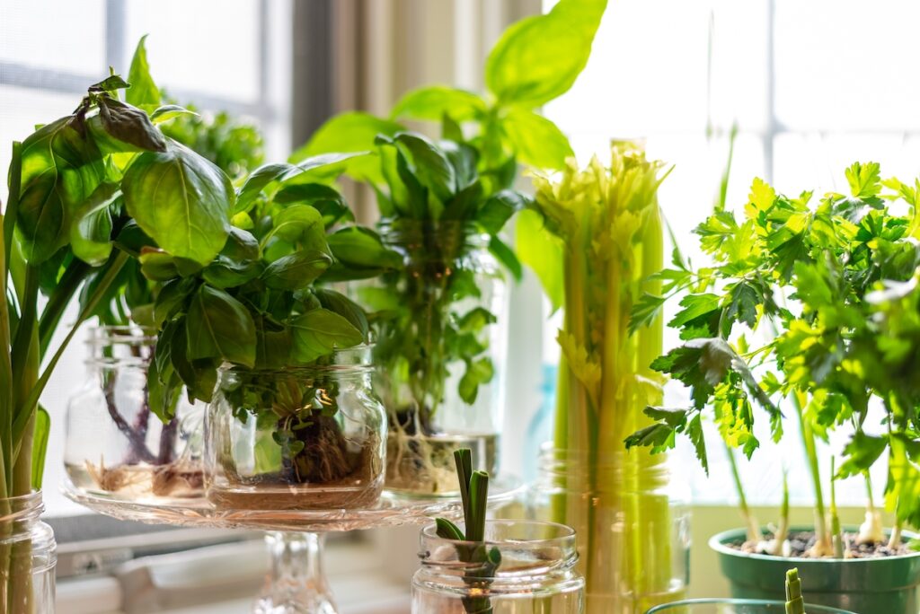 Fresh herbs and vegetables growing on the kitchen windowsill in sunlight
