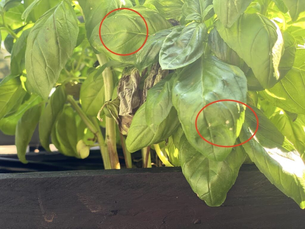 White spots on basil plant leaves. The white spots are indicated by a red circle superimposed on the photo