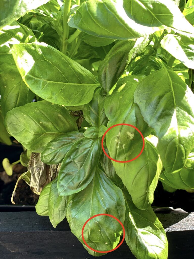 A healthy basil plant with white spots on basil leaves. The white spots are indicated by a red circle superimposed on the photo