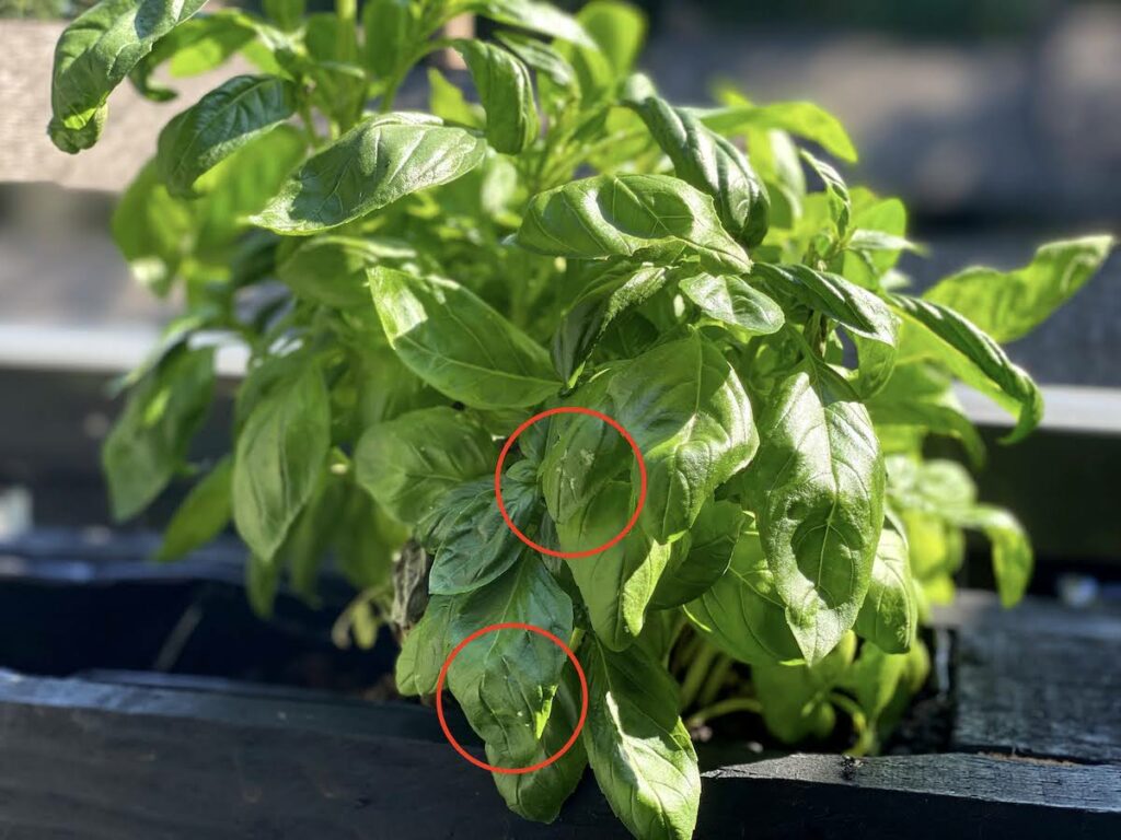 A healthy basil plant with white spots on basil leaves. The white spots are indicated by a red circle superimposed on the photo