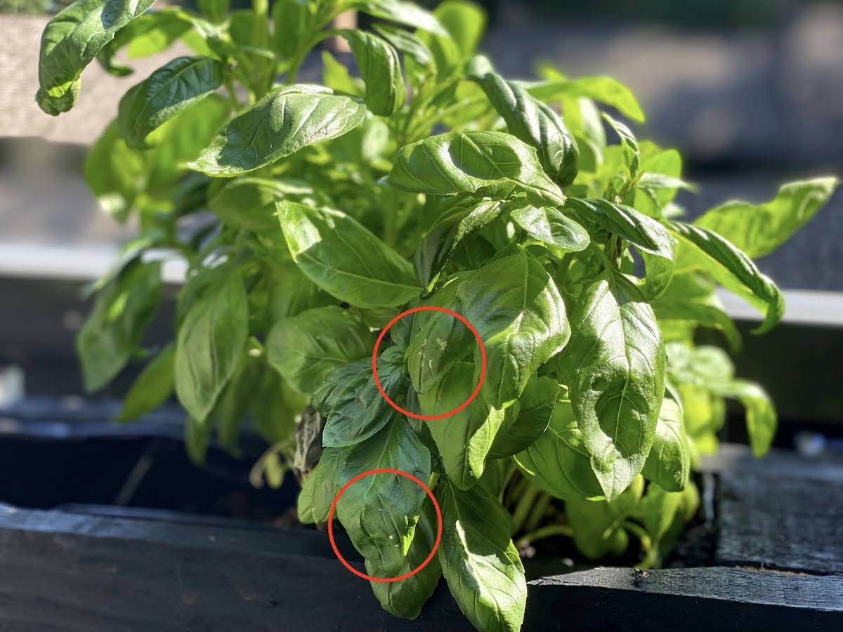 White Spots on Basil Plants (6 Possible Causes + Solutions)