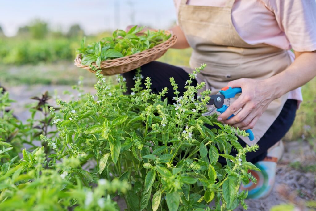 Woman farmer gardener cuts basil with pruner, leaves in basket, and allows flowers to stay to harvest basil seed