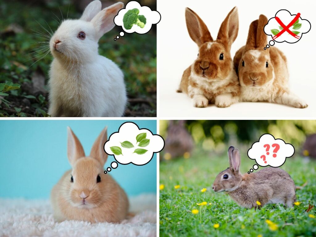Collage of 4 different rabbits with superimposed thought bubbles, showing the rabbits thinking about different types of food they like and don't. The collage illustrates the answer to the question "do rabbits like basil?" showing some do and some don't