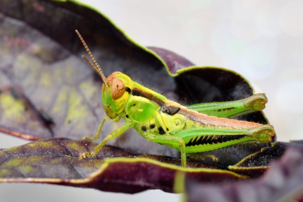 A grasshopper on an african blue basil leaf