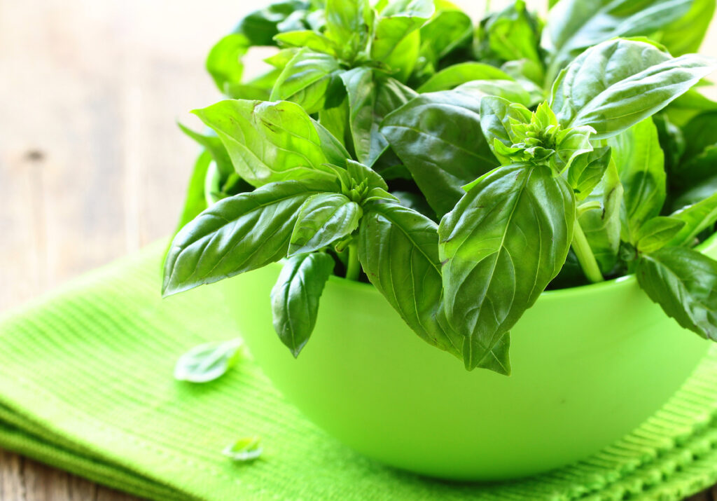 A bowl of fresh green basil. Sweet basil is just one of the types of basil available for culinary use.