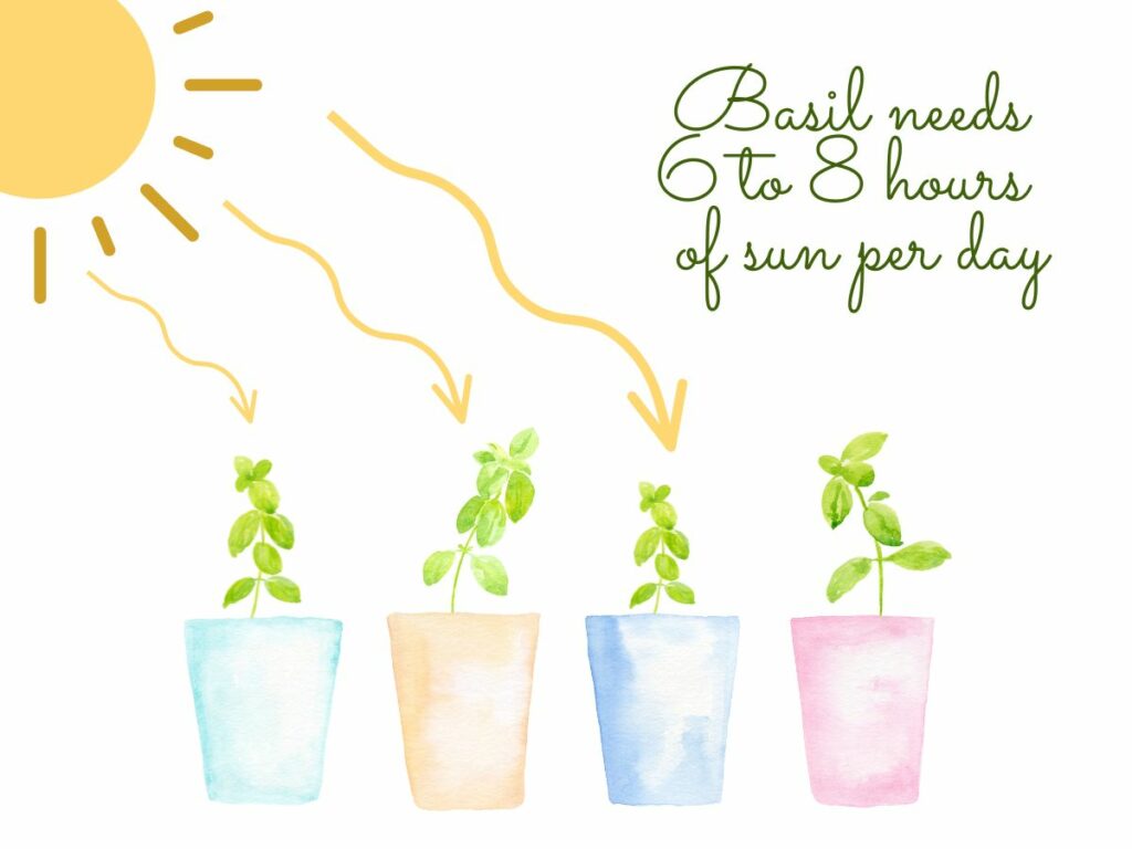 Watercolor illustrations of basil plants with the sun's rays pointed towards them illustrates the sun requirements of basil. The text on the images says "Basil needs 6 to 8 hours of sun per day"