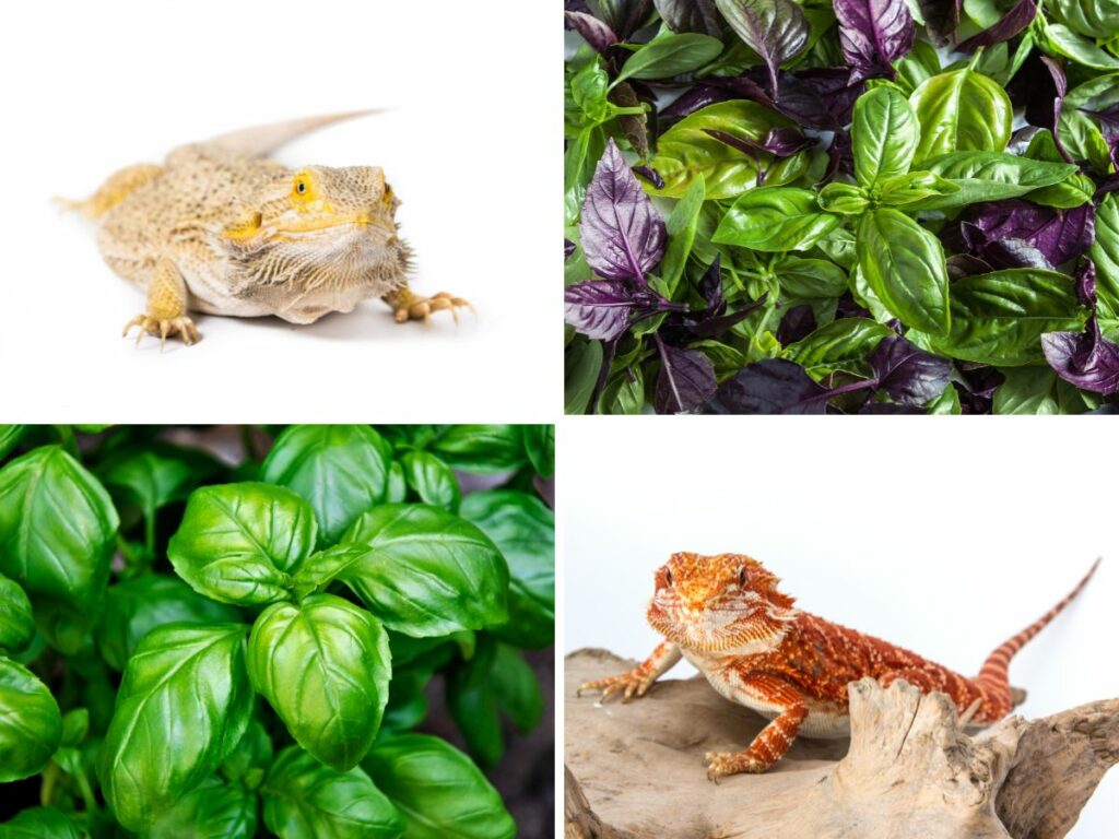 Collage with two different bearded dragons and two different images of basil leaves up close