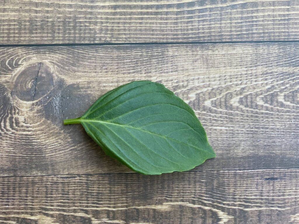 a cardinal basil leaf on a wooden background