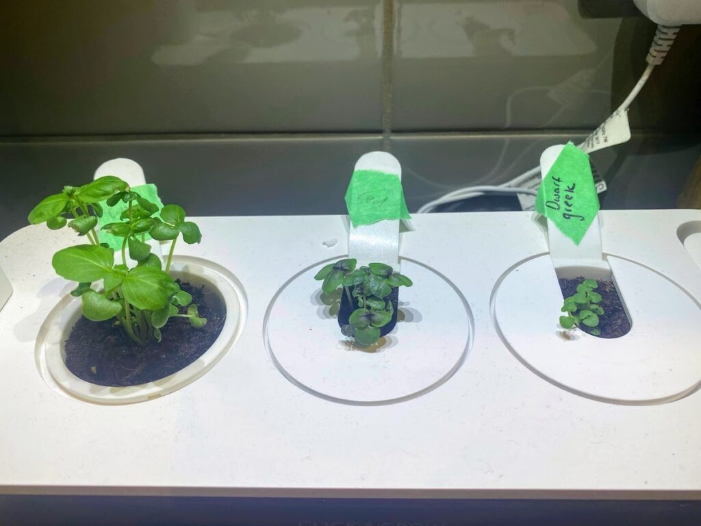 3 types of basil (cinnamon basil, Red Rubin basil, and Dwarf or Greek basil) growing in a smart garden. The cinnamon basil is growing fastest, as it has a high growth rate and requires a larger pot than slower growing basils. When considering what size pot for basil plants, growth rate of the cultivar is one thing to consider. 
