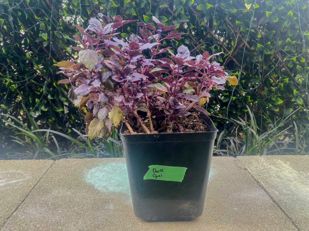 A dark opal purple basil plant in a pot that is too small for the plant. Basil thrives in large pots with good drainage. 