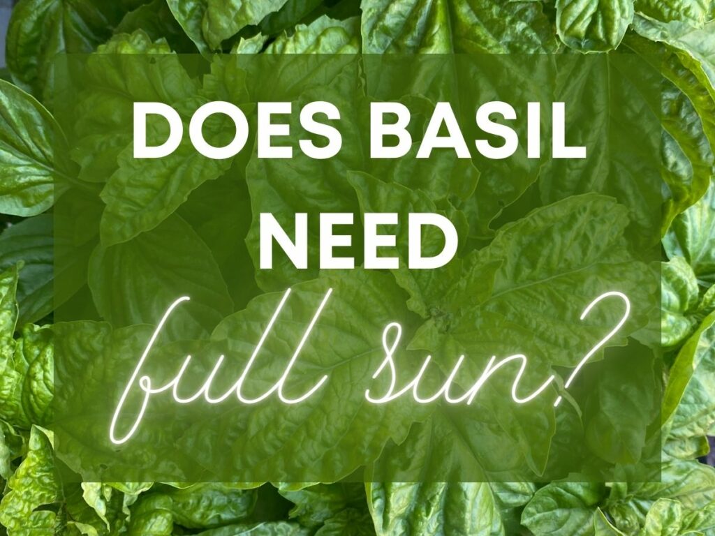 Background photograph of lettuce leaf basil leaves, with text overlay that says "Does basil need full sun?"