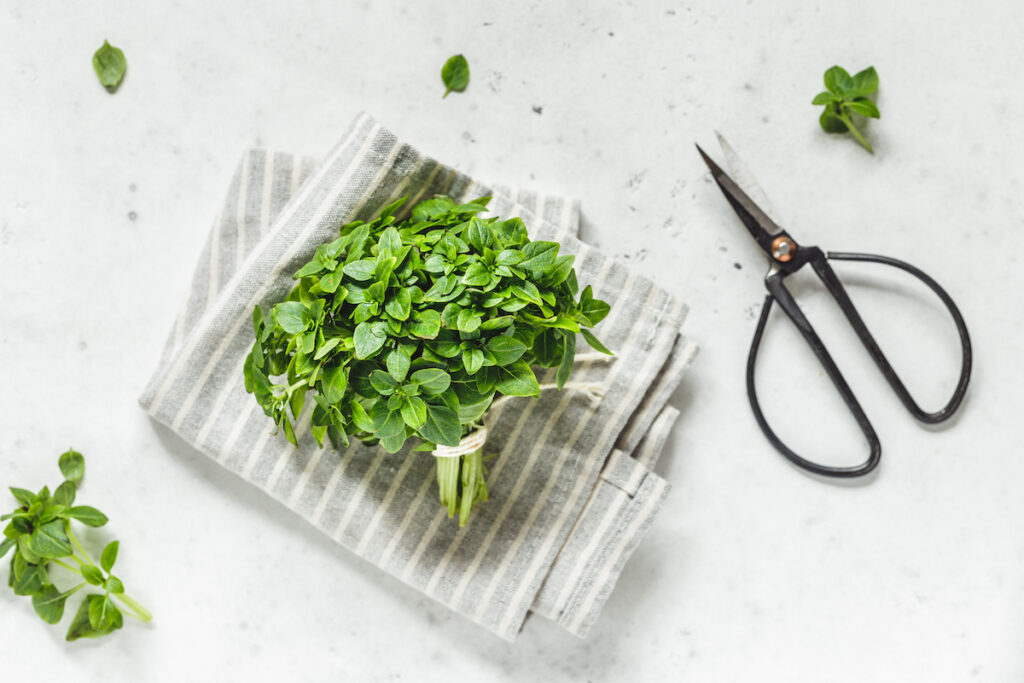 Bunch of fresh Greek basil on a kitchen counter with herb scissors
