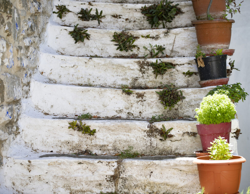 Greek basil and other plants growing in pots on white steps in Greece