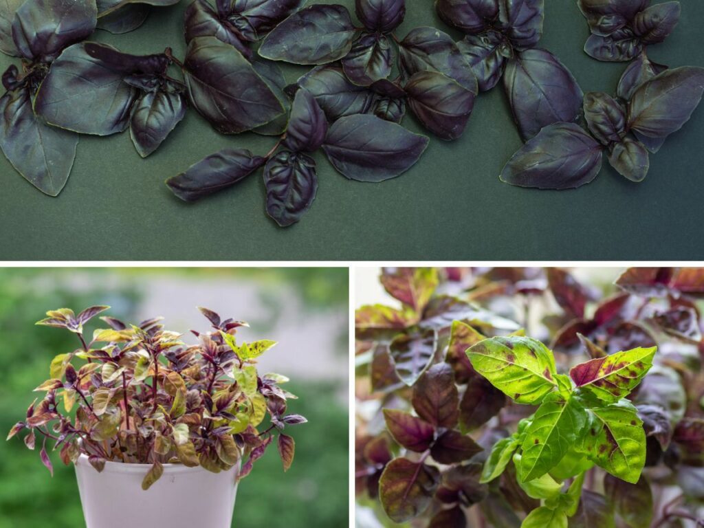 A collage of different red rubin basil plants, some with green leaves and some with purple or dark red leaves