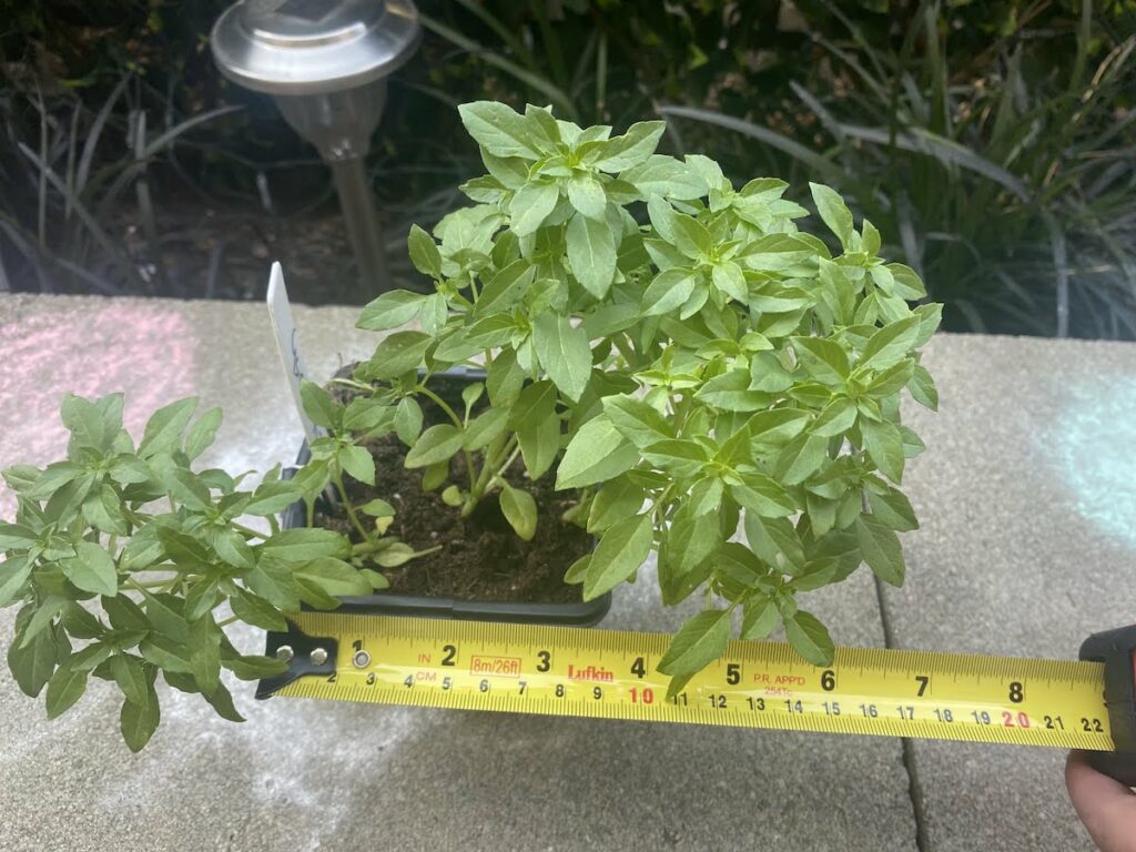 Spicy bush basil in a small pot, with a tape measure showing this basil pot size to be 3.5" wide.