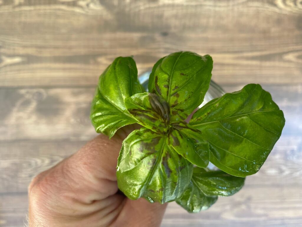 A woman's hand holds a sprig of fresh basil leaves that are turning black after being stored in water in a sealed canning jar in the fridge