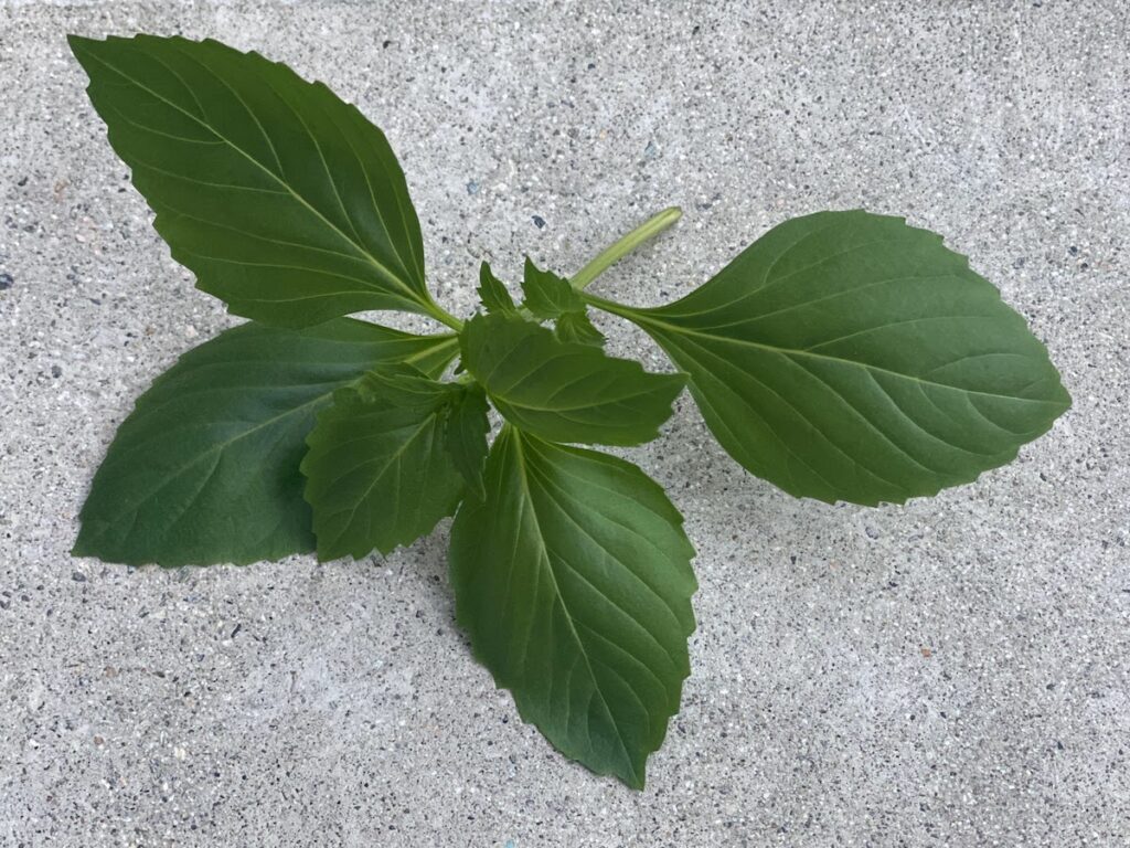 cinnamon basil leaves against a concrete background