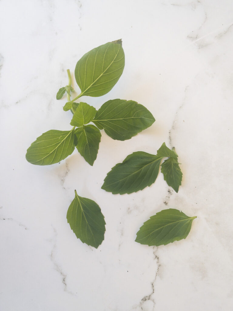 Cinnamon basil leaves and stem on a white marble surface