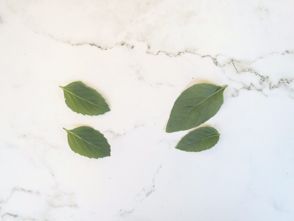 Cinnamon basil leaves (left) and Thai basil leaves (right) on a white marble surface