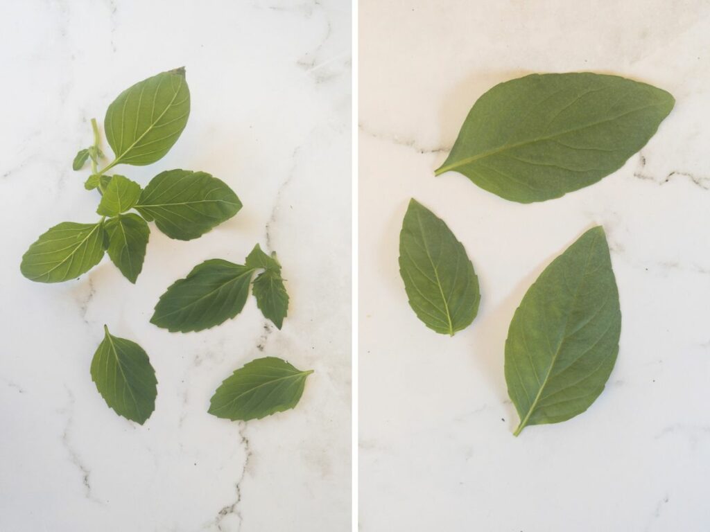 Collage with cinnamon basil leaves on the left and thai basil leaves on the right against a marble white background.