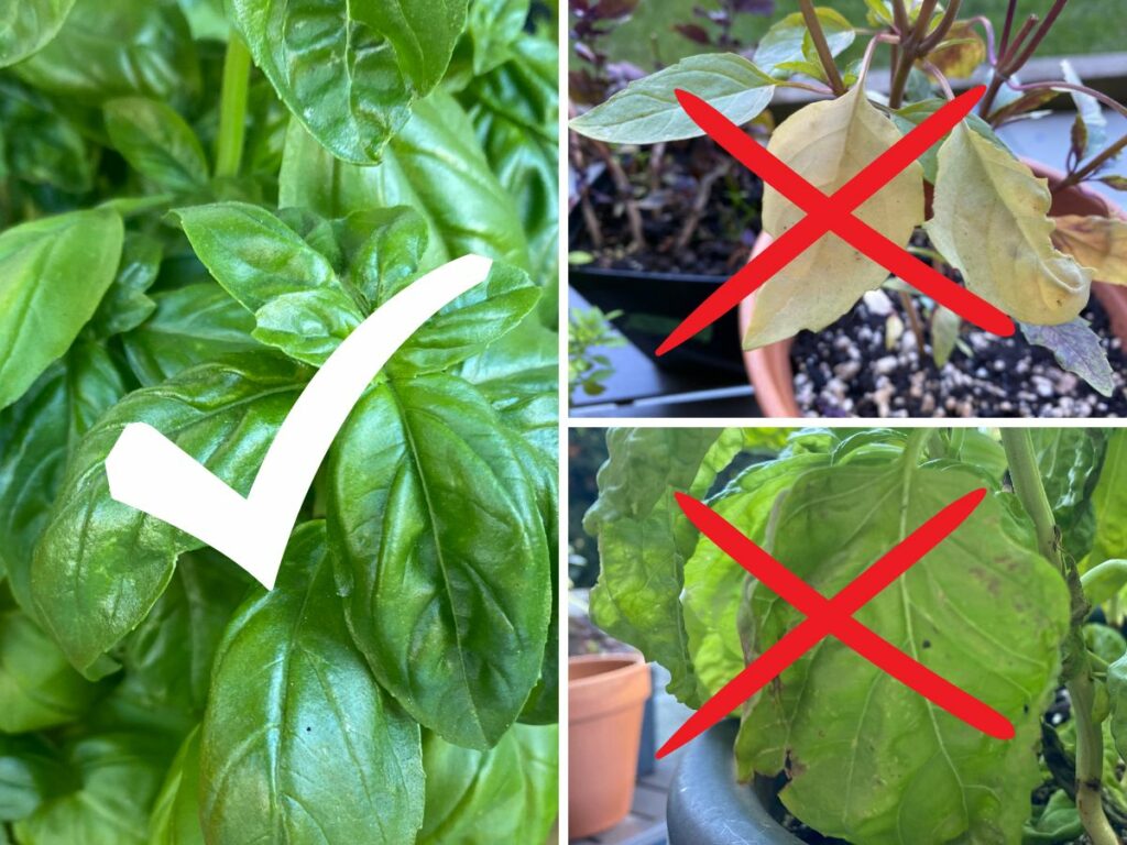 A collage showing three different basil plants. On the left side is a healthy sweet basil plant with vibrant green leaves and a check mark indicating these are good leaves to try storing basil with. On the top right is a middle eastern basil plant with yellowing leaves and red x through them. On the right bottom is a lettuce leaf basil plant with a browning leaf with black spots on it, and also a red x through it. When storing fresh basil, start with healthy vibrant leaves.