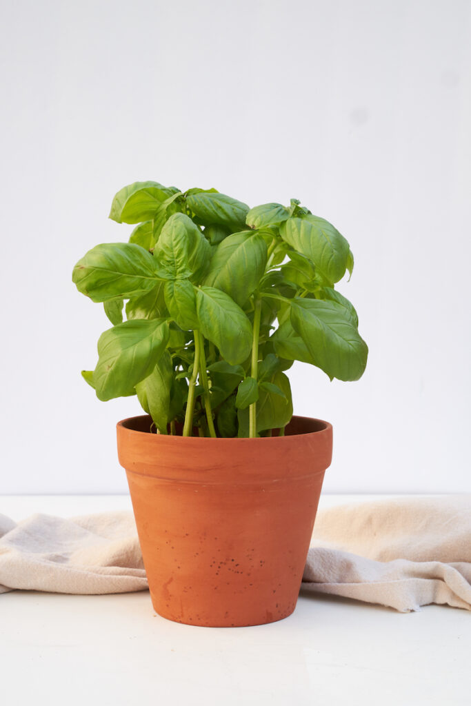 A healthy basil plant growing in a terracotta pot. The ideal pot size for basil is bigger than most people think!