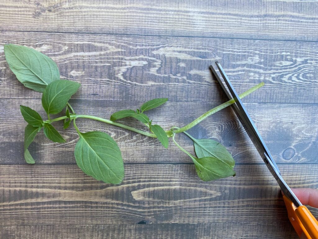 Scissors visible in the bottom right corner of the photo preparing to trim the stem of a Thai basil stalk before storing the fresh basil.