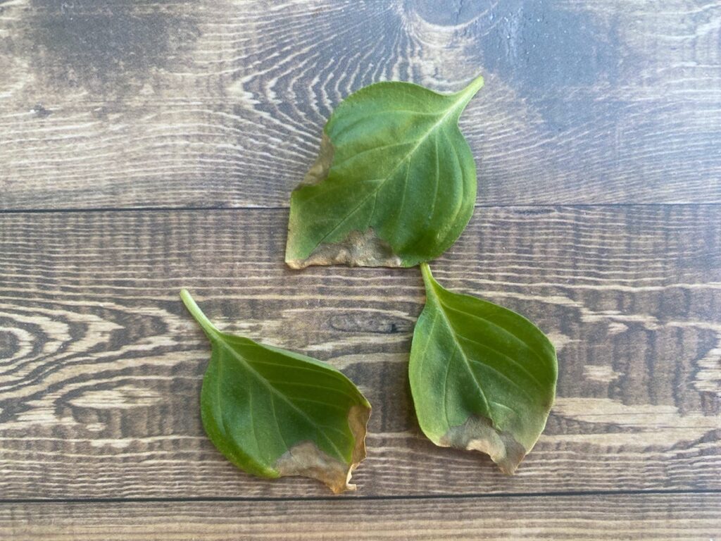 3 Mrs Burns Lemon basil leaves with brown edges, disintegration and curling of the leaves.