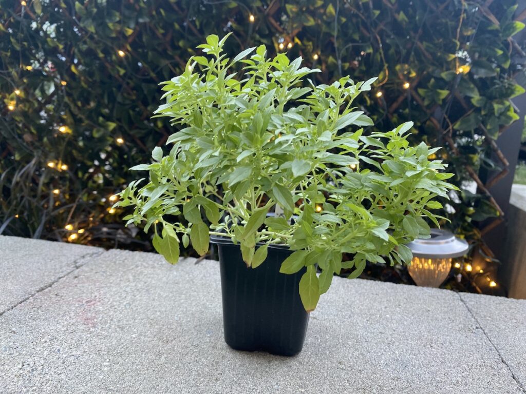 Spicy bush basil plant in a plastic black pot